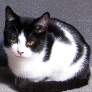 バリーくん　遊び盛りの男の子です