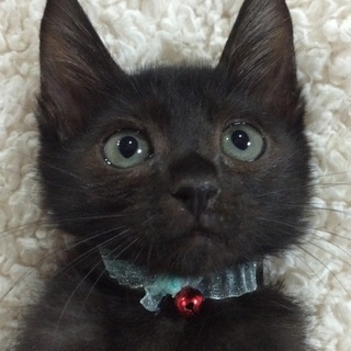 お目目パッチリの美男子黒猫です!