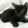 お目目パッチリの美男子黒猫です! サムネイル2