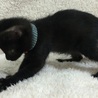 お目目パッチリの美男子黒猫です! サムネイル3