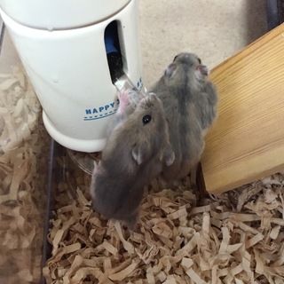 ジャンガリアンハムスターの里親様決定しました。