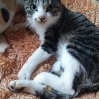 家族になってくださる方募集