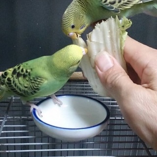 オーバリン抹茶　オス孵化後40日〰若鳥