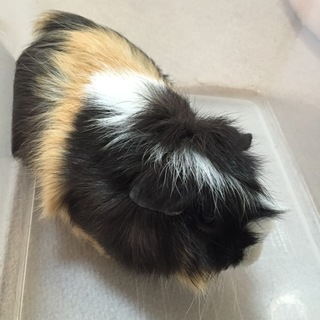 巻き毛の男の子 モルモット