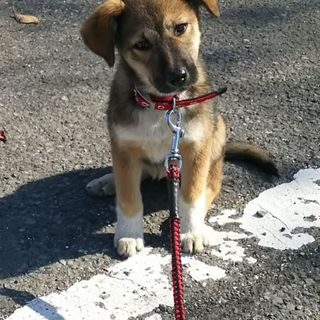 保護した子犬（雑種）の里親さん募集。終了