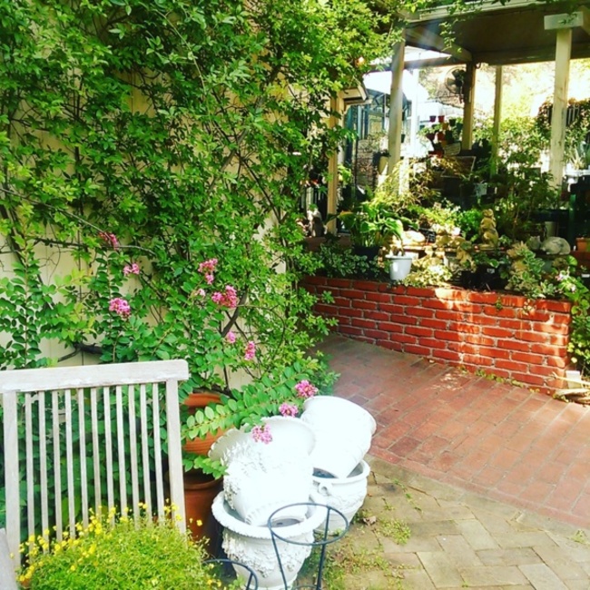 大盛わさび猫のカバー写真