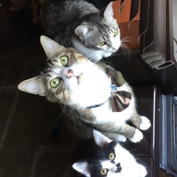 猫まみれの毎日。