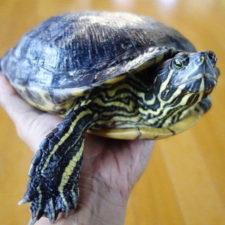 18歳のミシシッピーアカミミガメ（ミドリガメ）です