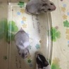 ゴールデンハムスターの赤ちゃんが産まれました サムネイル7
