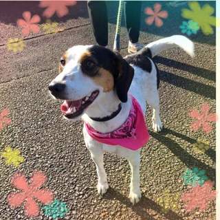 近日処分！！この子を助けてください。