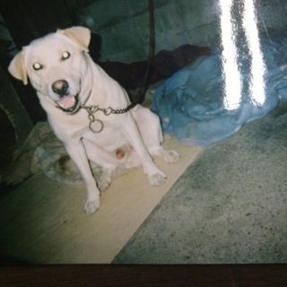 ラブラドール6歳です