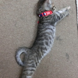 名前はまだニャい「ﾋﾟｰﾝ！」