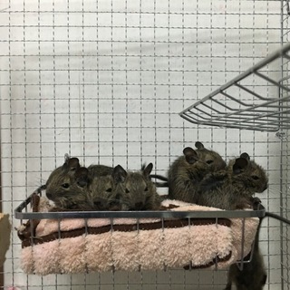 デグー 9月3日生まれ 残り ♂ 1匹 募集！