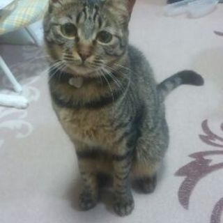 甘えん坊だけどビビリののかちゃん里親さん決定