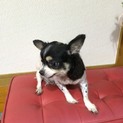 [再投稿] ロングコート チワワ 女の子