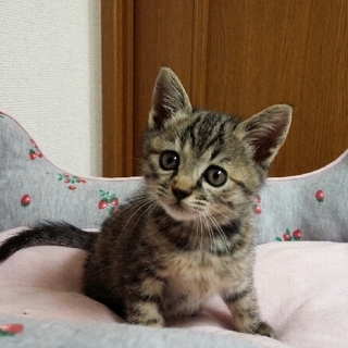 保育園で保護されたかわいい子猫