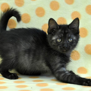 スモークの男の子★くろとら君