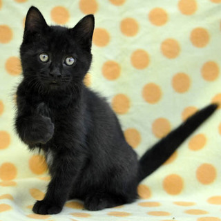 胸に白いワンポイント★黒猫のくまちゃん♪