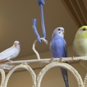 セキセイインコ幼鳥