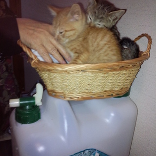 可愛い２か月の兄弟猫！