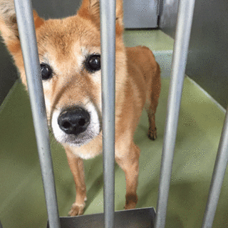 チャミさん、いい子です！