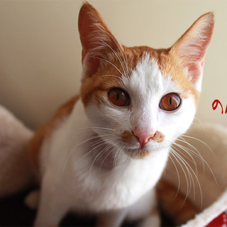 生後半年お膝ねこな茶シロ男子！