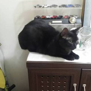 初心者にもおすすめ！癒しの黒猫ちゃん