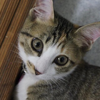 可愛がる抱っこ好きな子猫が優しい家族を探しています