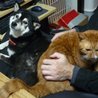 チームSLP世田谷(保護活動者)