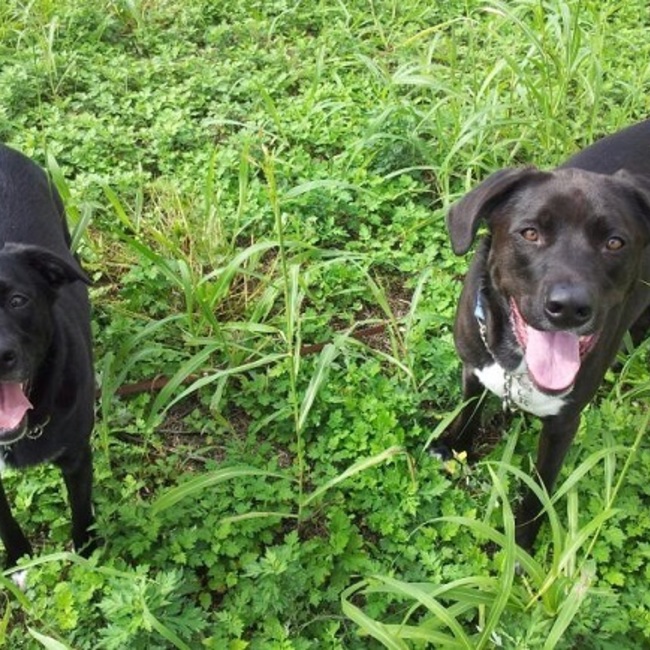 蓮母のカバー写真