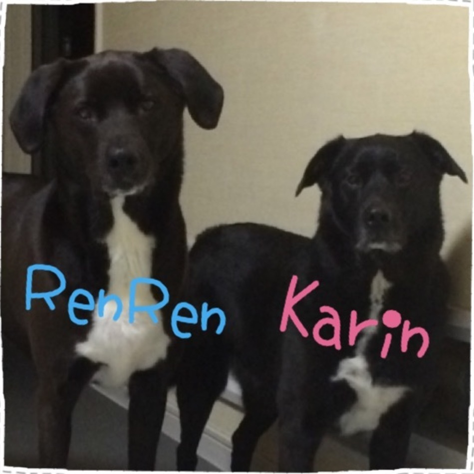 蓮のカバー写真