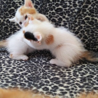 9月30日生まれ､土佐清水市の子猫たち