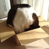 箱にみっちり