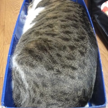 お気に入りの箱にみっちり