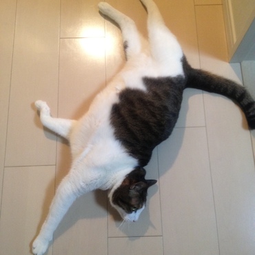 よくしてたポーズ