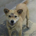 愛媛県動物愛護センターに収容されています！！