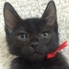 お目目パッチリの美男子黒猫です! サムネイル5