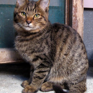 ラルフくん　遊び盛りの男の子です