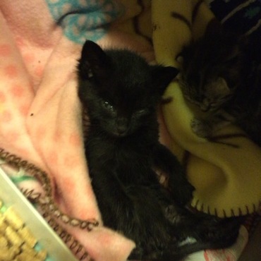 将来有望な寝相