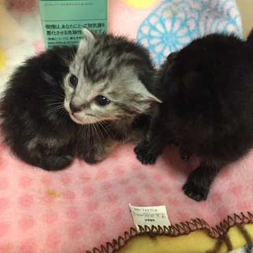 はじめましていらっしゃい