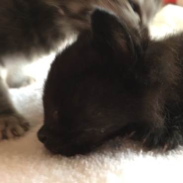 がんばれゆきっちゃん！