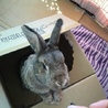 ドワーフラビットの里親を募集します サムネイル3