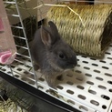 ネザーランド里親急募