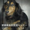 愛媛県動物愛護センターに収容されています！！