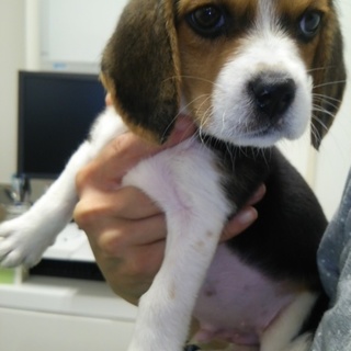 ビーグル２ヶ月 ヤンチャな男の子