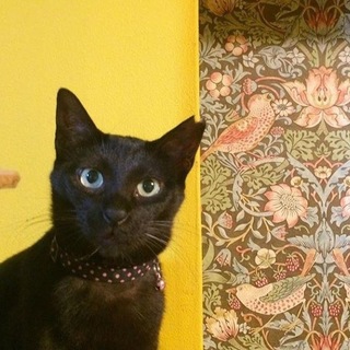 撫でてー！のツンデレ美猫黒猫の黒豆ちゃん