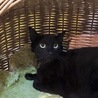 撫でてー！のツンデレ美猫黒猫の黒豆ちゃん サムネイル2