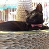 撫でてー！のツンデレ美猫黒猫の黒豆ちゃん サムネイル3