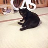 撫でてー！のツンデレ美猫黒猫の黒豆ちゃん サムネイル7