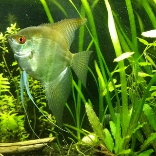 エンゼルフィッシュ里親募集